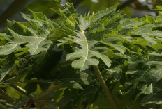 4 Manfaat Daun Pepaya, Bantu Atasi Perut Kembung