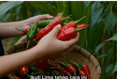 Auto Panen Lebat! Tips Menanam Cabai di Rumah Tanpa Ribet