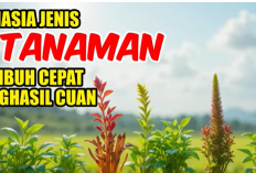 Rahasia 7 Tanaman Super Cepat Menghasilkan Uang di Lahan Kecil