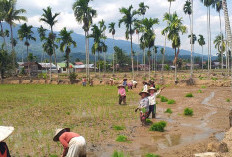 35 Hektar dari 50 Hektar Lahan di Punguk Pedaro Sudah Mulai MT2