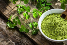 Manfaat Bubuk Daun Kelor untuk Menurunkan Berat Badan