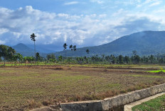 Puluhan Hektar Sawah di Tunggang Kering Tak Kebagian Air