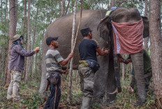 Kemenhut Investigasi Kematian Dua Gajah Sumatra di Mukomuko