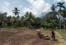 Petani Diminta Serentak Olah Lahan, Sambut Musim Tanam