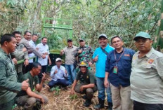 BKSDA dan KPHK Bengkulu Tambah Perangkap Harimau