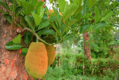 Inovasi Masker Wajah Organik dari Daun Nangka
