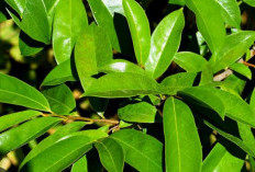 Manfaat Ampas Teh Daun Sirsak Untuk Kecantikan