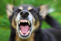 Teror Anjing Gila, Dilaporkan 5 Warga jadi Korban Gigitan 