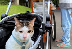 Bobby Kertanegara, Kucing Kesayangan Presiden Prabowo