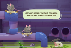 Mengenal Apa itu Leptospirosis, Penyebab dan Gejalanya!