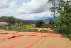 Panen Serentak, Harga Beras di Lebong Tengah Turun Rp 15 Ribu per Kaleng