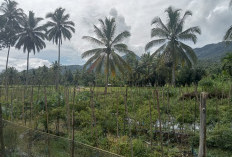 Cuaca Panas, Tanaman Cabai Petani Terserang Penyakit