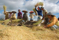 Petani Korban Banjir Sumatra Bakal Dapat Gaji dari Pemerintah