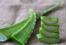 Manfaat Lidah Buaya untuk Kecantikan Wajah dan Rambut