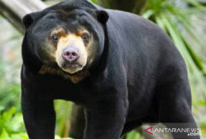 Teror Beruang Masuki Pemukiman, BKSDA Imbau Masyarakat Waspada