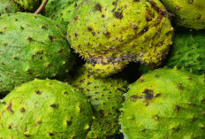 3 Manfaat Sirsak yang Luar Biasa, Bantu Kontrol Gula Darah