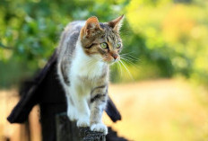 Kucing Tidak akan Masuk Surga seperti Manusia, Ini Alasannya