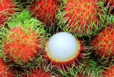 Simak 11 Manfaat Buah Rambutan yang Penuh Nutrisi dan Berkhasiat bagi Tubuh