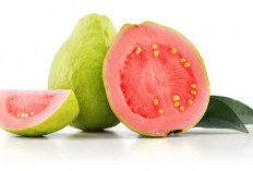 4 Manfaat Daun Jambu biji, Baik untuk Mengatasi Kolesterol