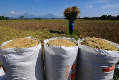 Harga Jual Gabah Tembus Rp 7 Ribu Per Kg
