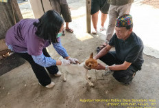 Populasi Hewan Penular Rabies di Lebong Capai Ribuan, Dosis Vaksin Hanya Ratusan 