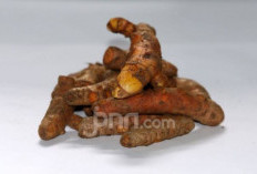 Cegah Serangan penyakit Alzheimer dengan Mengonsumsi 5 Herbal Ini