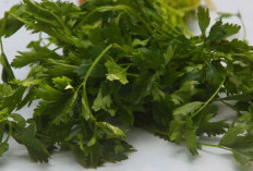 6 Manfaat Seledri, Baik untuk Kesehatan Ginjal