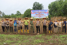 Harga Gabah Petani Kemumu Sesuai HPP