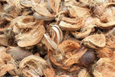 Manfaat Sabut Kelapa yang Mengejutkan: Dari Kerajinan hingga Industri Otomotif