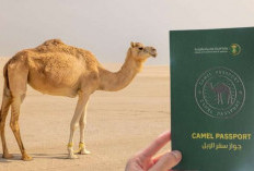 Arab Saudi Terbitkan Paspor untuk Hewan Unta