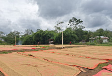 Musim Panen Tiba, Harga Beras di Lebong Masih Mahal