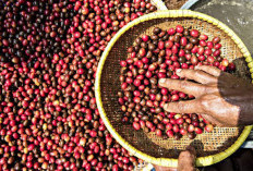 Catat, Pemerintah Bakal Bikin RI Jadi Pusat Kopi Dunia