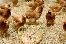  4 Rahasia Budidaya Ayam Petelur Tanpa Kandang 
