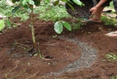 Panduan Lengkap Pemupukan Kopi yang Tepat