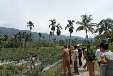 BUMDes Karang Dapo Bawah Rugi Puluhan Juta, Modal Tanam Jagung Rp 49 Juta Hanya Hasilkan 1,5 Ton
