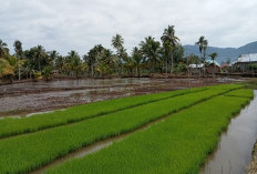 Korlu Imbau Petani Lebong Tengah Segera Bersihkan Lahan Jelang Musim Tanam 2025