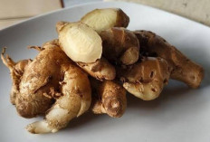  Kencur Bahan Alami dengan Segudang Manfaat untuk Kecantikan