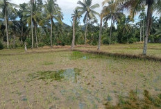 Turun Tanam MT2, Patani Diminta 