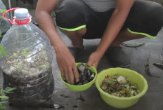 Cara Membuat Kompos dari Sampah Dapur di Galon