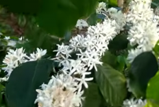 Hindari Pestisida Saat Bunga Mekar, Ini Kunci Sukses Melebatkan Buah Kopi Arabika