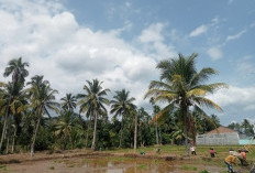 Camat Minta Petani Rutin Merawat Tanaman Padi