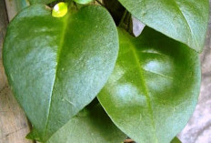 3 Manfaat Daun Binahong, Ampuh Tingkatkan Fungsi Ginjal