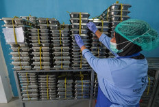 3 Hal soal Program MBG Selama Libur Sekolah, Penyaluran-Usul Pengalihan Anggaran