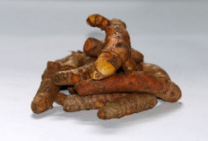 6 Manfaat Kunyit yang Bikin Kaget