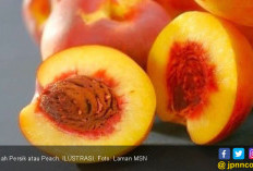 4 Khasiat Mengonsumsi Buah Persik untuk Menurunkan Berat Badan