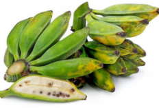 Superfood Tradisional, Khasiat Pisang Batu untuk Tubuh Sehat