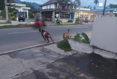 Cegah Bahaya di Jalan Raya, Jangan Melepas Hewan Ternak Bebas!