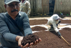 Inovasi Lingkungan: Manfaat Kulit Kopi untuk Pupuk dan Peluang Usaha Baru