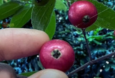 Khasiat dan Peran Penting Pohon Kersen dalam Ekosistem dan Pengobatan Tradisional