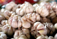 5 Manfaat Bawang Putih Campur Madu yang Bikin Kaget